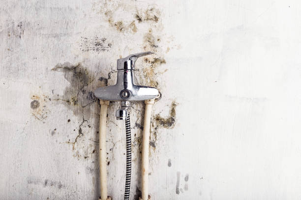 Best Mold Removal Near Me  in Monticello, IA