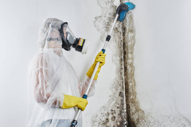 Best Mold Remediation  in Monticello, IA