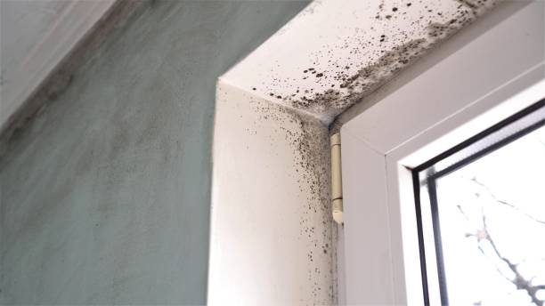 Best Fast Mold Removal  in Monticello, IA