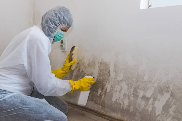 Best Home Mold Removal  in Monticello, IA