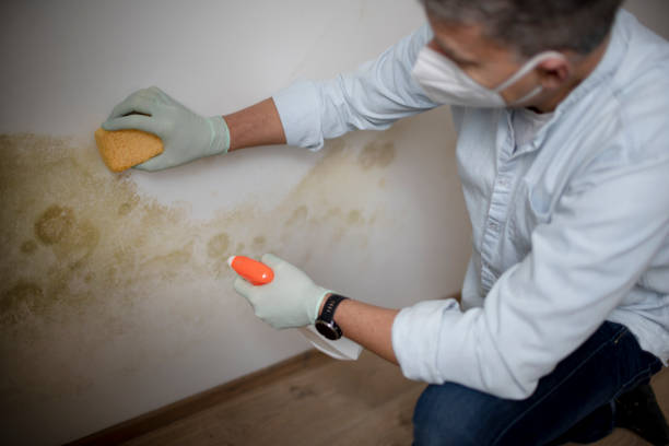 Home Mold Removal in Monticello, IA
