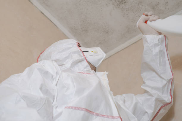 Best Attic Mold Removal  in Monticello, IA