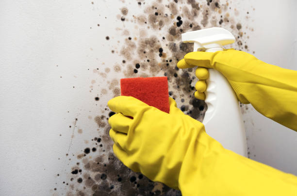 Best Crawl Space Mold Removal  in Monticello, IA
