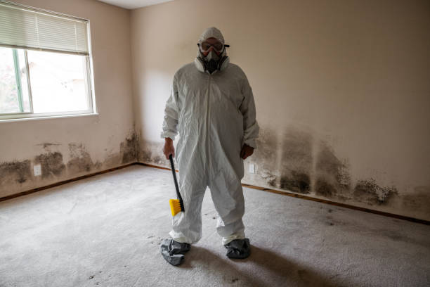 Reliable Monticello, IA Mold Removal Solutions